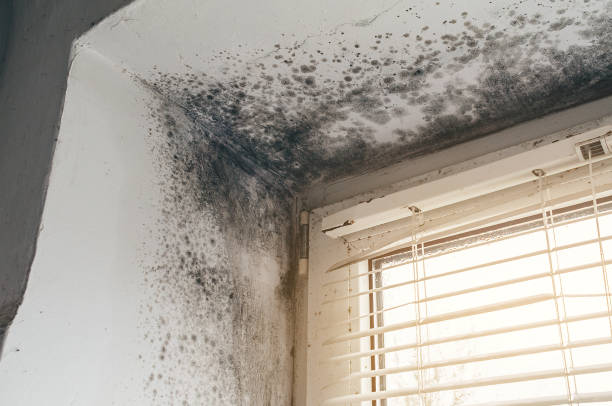 Affordable Commercial Mold Remediation solutions in Wyandanch, NY